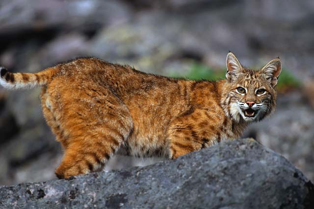 Fledge (Homepage - Bobcat)