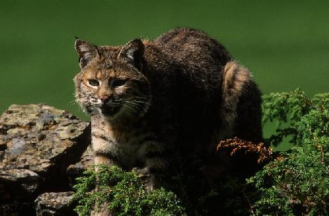 Fledge (Contact Us - Bobcat)